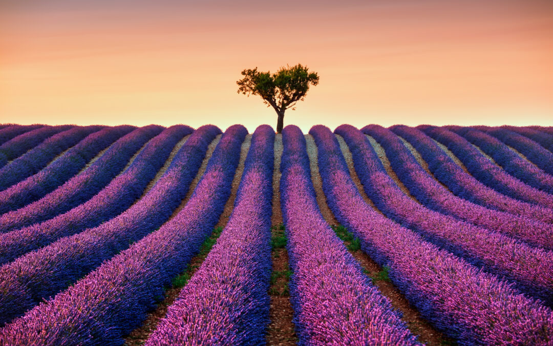 Hypnosis and Wholeness: Healing Fragmentation