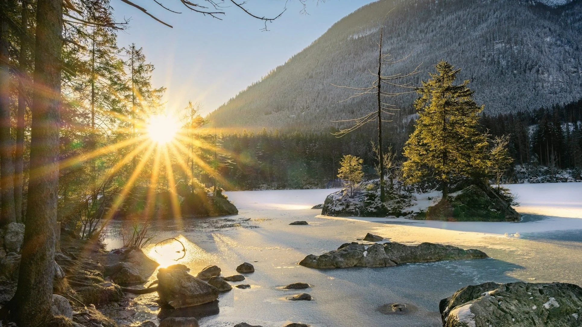 Sunrise through the trees.