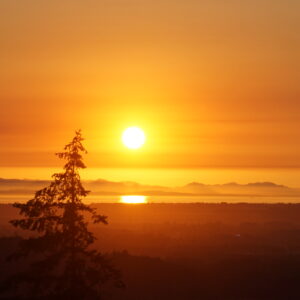 Silhouetted pine trees in the foreground against a golden-orange sunset with the sun reflected on a distant body of water and low mountain ridges on the horizon.