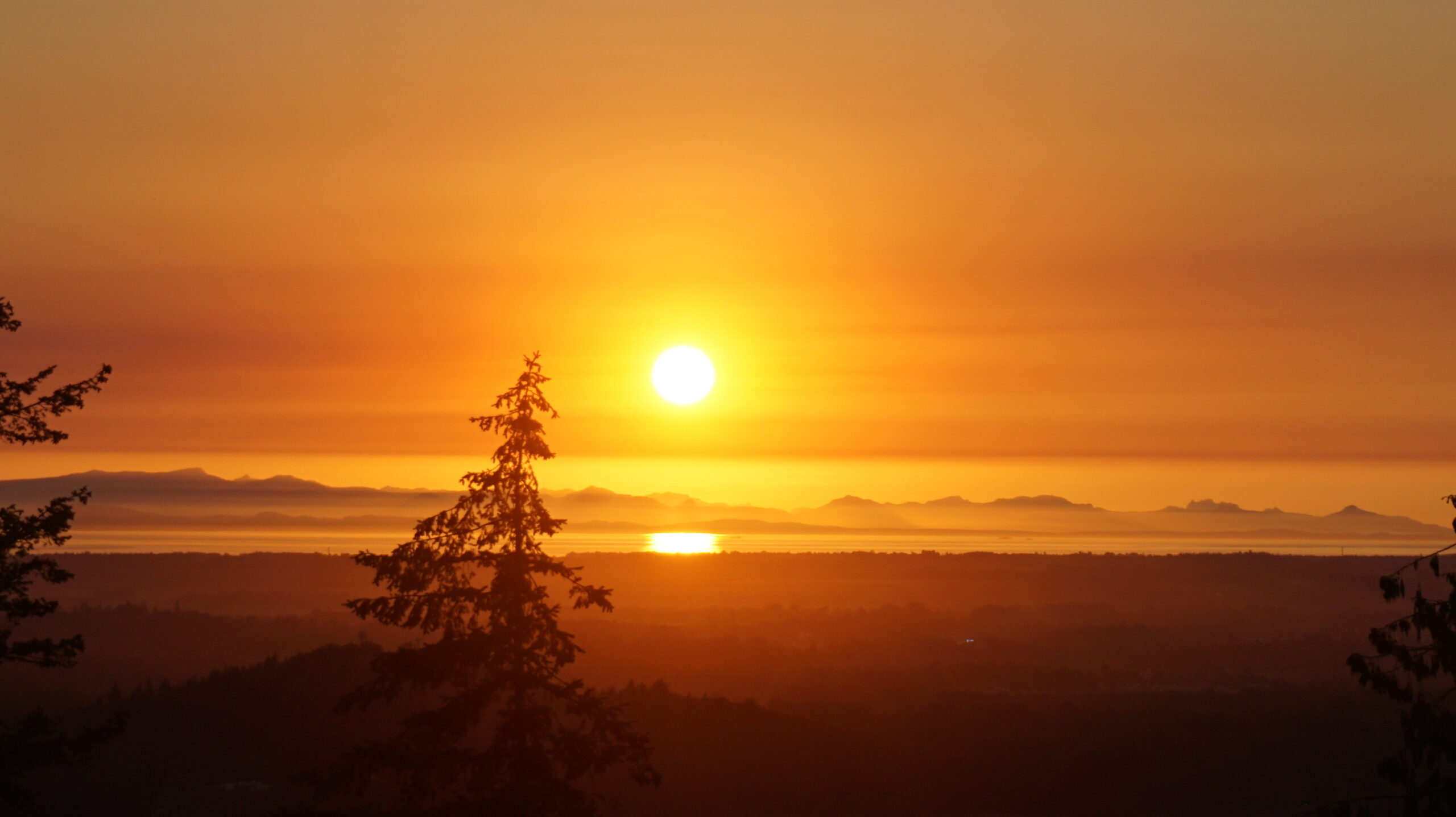 Silhouetted pine trees in the foreground against a golden-orange sunset with the sun reflected on a distant body of water and low mountain ridges on the horizon.