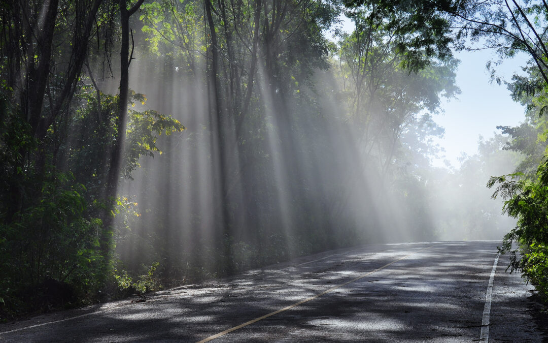 Sunlight streaming in distinct vertical beams through morning mist among tall trees, illuminating a wet, winding forest road with dappled shadows.