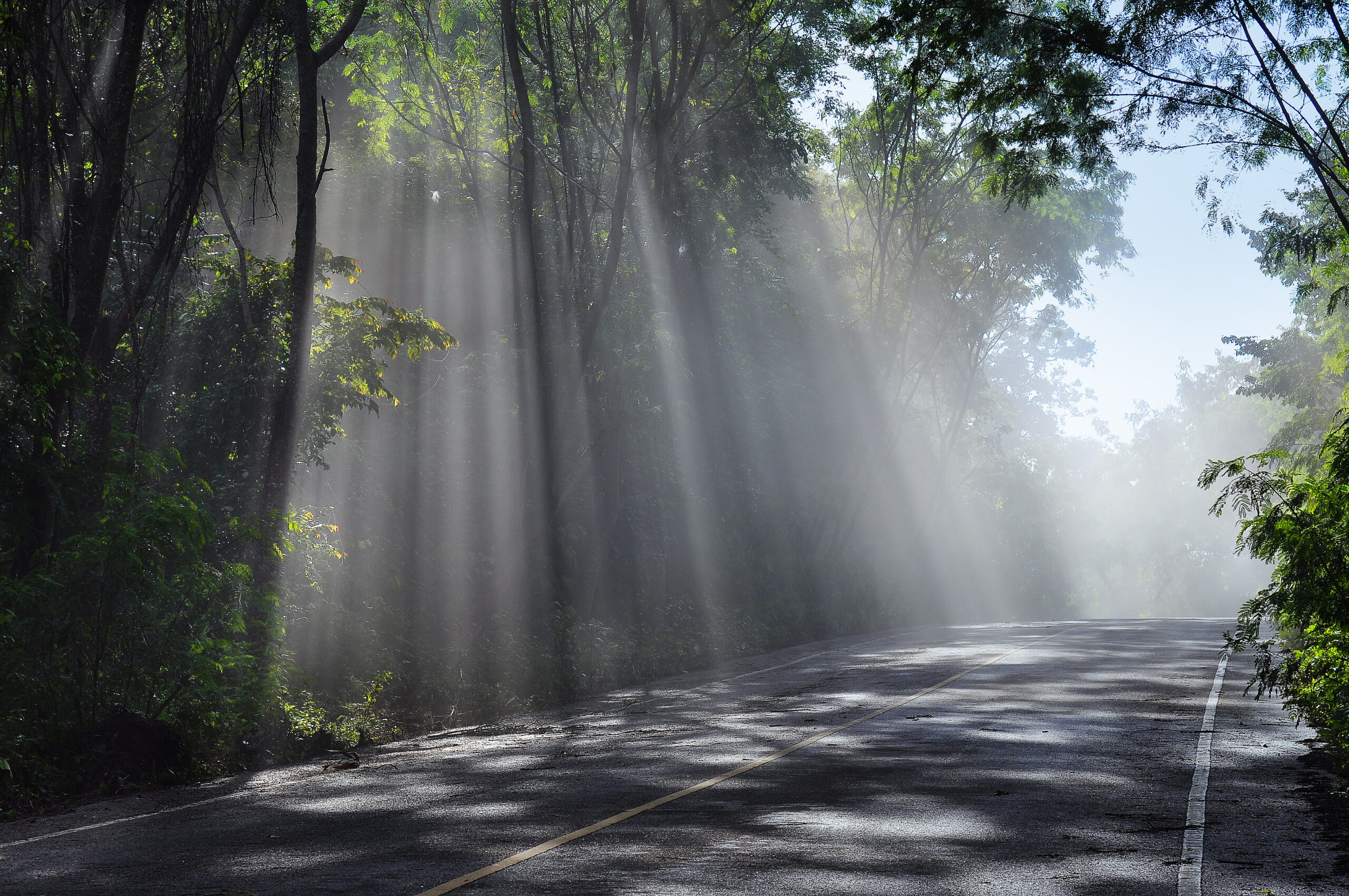 Sunlight streaming through morning mist among tall trees in a quiet forest